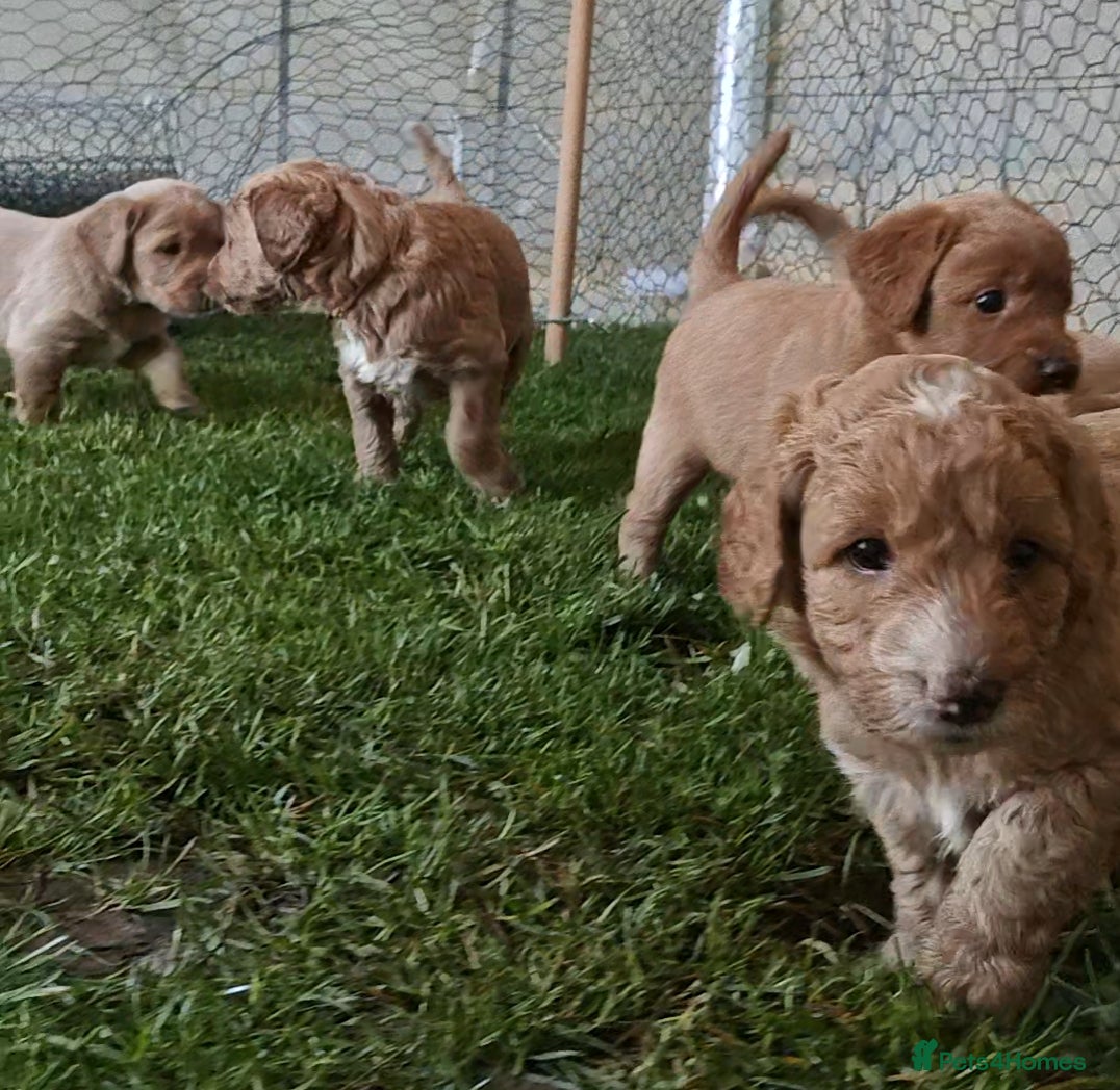 Mixed Breed dogs ✨Ready:DNA clear Australian Labradoodles ✨ - Advert 9
