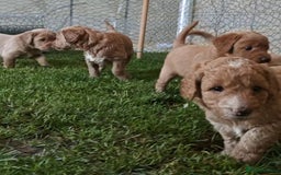 Mixed Breed dogs for sale: ✨Health Tested Australian Labradoodles ✨ - Image 5