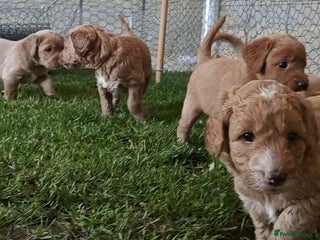 Mixed Breed dogs ✨Ready:DNA clear Australian Labradoodles ✨ - Advert 1