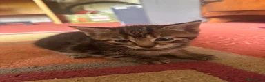 Mixed Breed Kitten 4- darker tabby