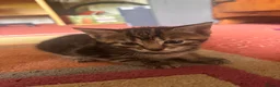 Mixed Breed cats for sale: 5 beautiful kittens  - Advert 14