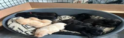 Labrador Retriever dogs for sale: Beautiful lab puppies in Neath - Advert 6