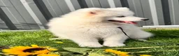 Samoyed dogs for sale: Only one girl left.  - Advert 18