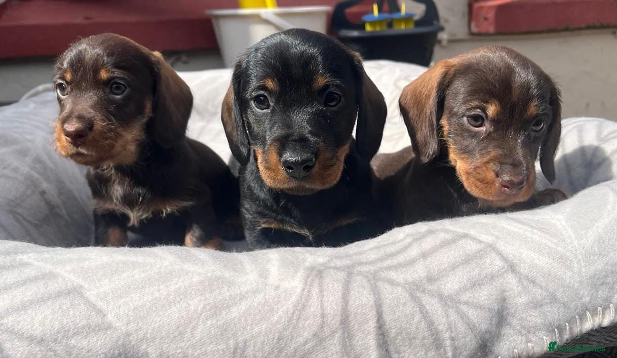 Miniature Dachshund dogs MINI WIRES KC REG PRA CLEAR - Advert 2