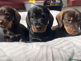 Miniature Dachshund dogs MINI WIRES KC REG PRA CLEAR - Advert 2