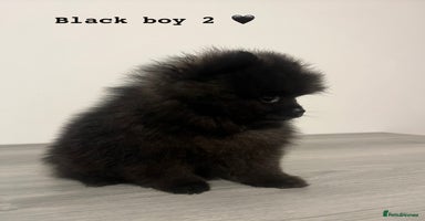 Pomeranian dogs - Advert 6