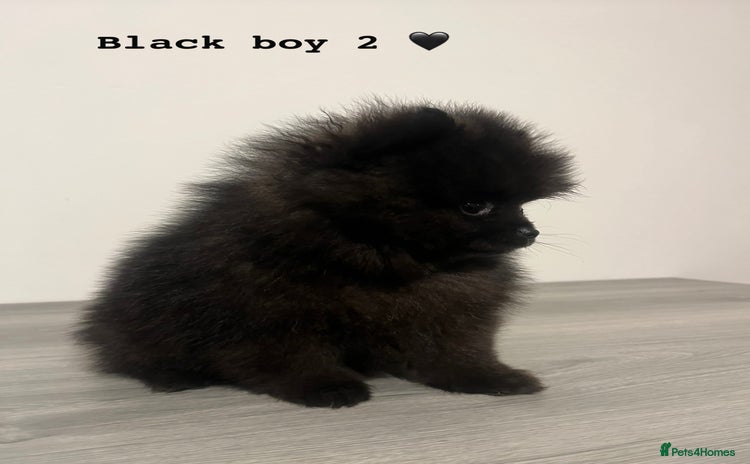 Pomeranian dogs - Advert 2