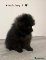Pomeranian dogs - Advert 6