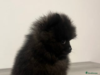 Pomeranian dogs Pomeranian puppy last black boy - Advert 9
