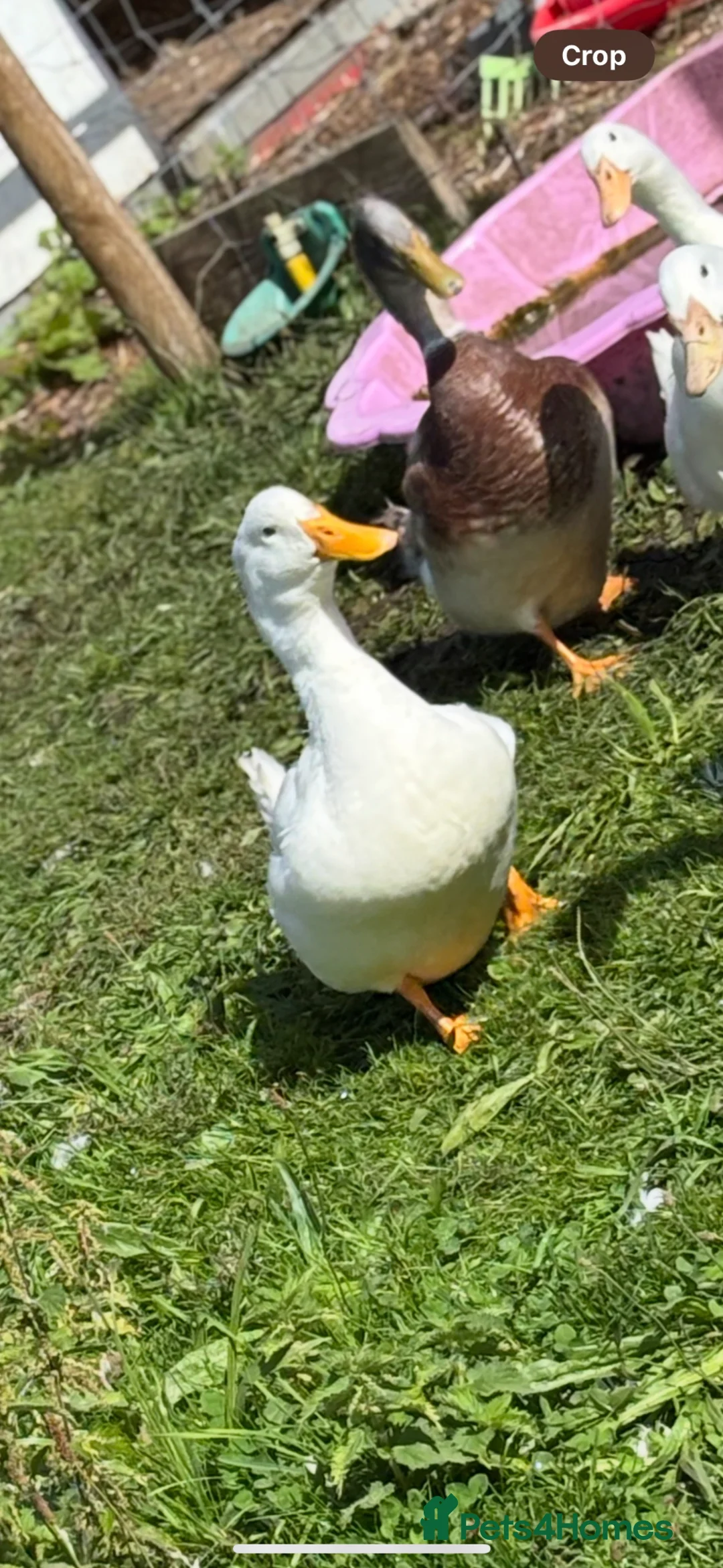Ducks poultry for sale: Male cheery valley x pekin duck - Advert 1