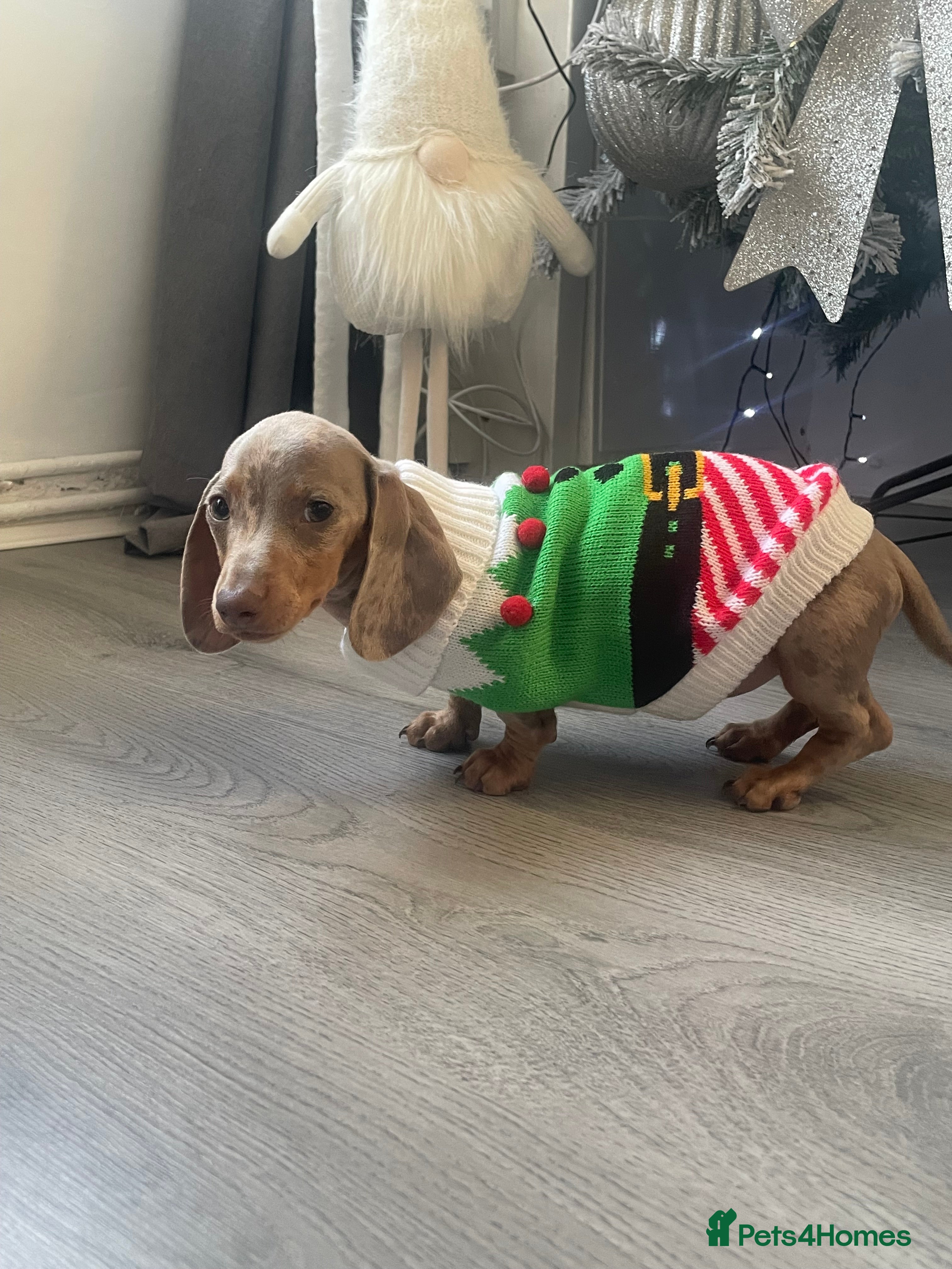 Miniature Dachshund dogs Female minuture dachshund  - Advert 3