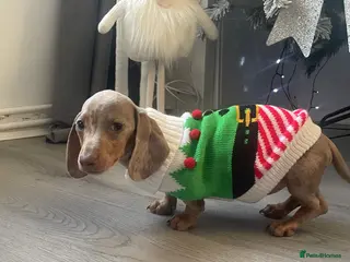 Miniature Dachshund dogs Female minuture dachshund - Advert 1