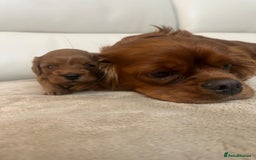 Cavapoo dogs for sale: 🐾 Beautiful F1 Cavapoos – Raised with Love  🐾 - Advert 23