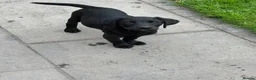 Labrador Retriever dogs for sale: ONE Black Lab Puppy  - Advert 2