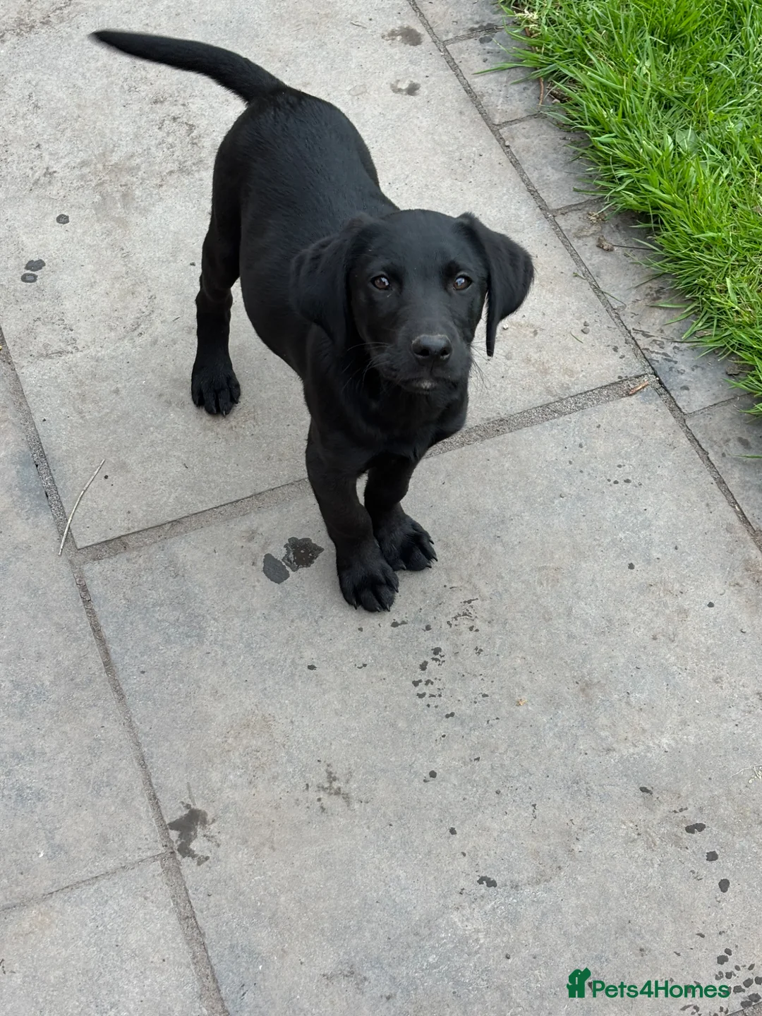 Labrador Retriever dogs for sale: ONE Black Lab Puppy  - Advert 2