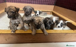 Mixed Breed dogs for sale: Beautifully Bred broken coated Lurcher Puppies - Image 13