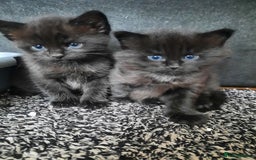 Mixed Breed cats for sale: 2 sweet kittens for sale - Advert 1