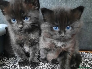Mixed Breed cats for sale: 2 sweet kittens for sale - Advert 1