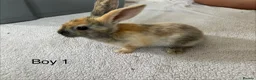 English Lop rabbits for sale: Himalayan x lop bunnies  - Advert 4