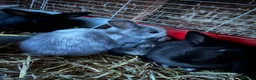 Mini Lop rabbits for sale: Mini lop bunnies for sale  - Advert 2