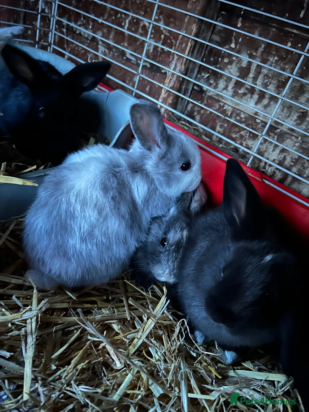 Mini Lop rabbits for sale: Mini lop bunnies for sale  - Advert 2