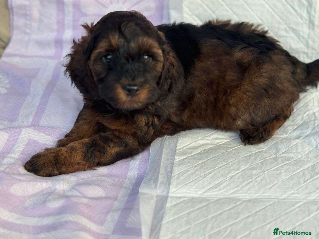 Cockapoo dogs for sale: Gorgeous Cockerpoo F1b - Image 38