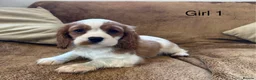 Cavalier King Charles Spaniel dogs for sale: Beautiful Cavalier King Charles Spaniel puppies - Advert 10