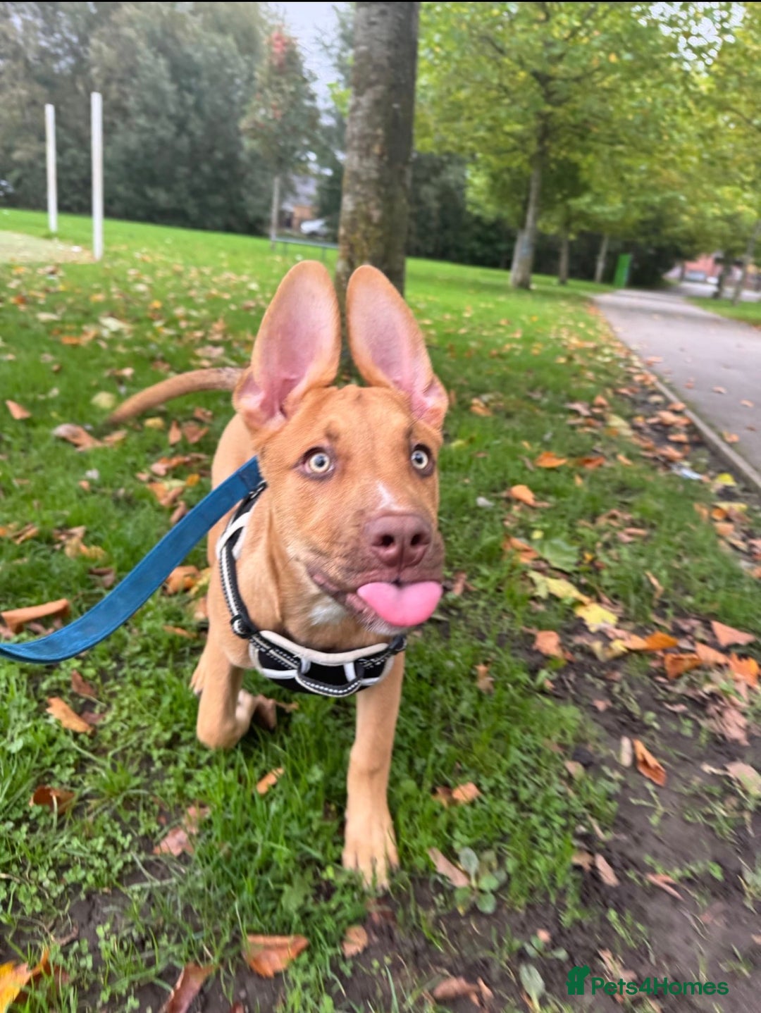 Mixed Breed dogs for sale: Skyla - Advert 1