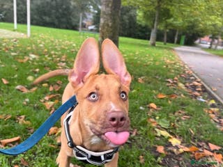 Mixed Breed dogs Skyla - Advert 17