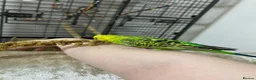 Budgerigars birds for sale: Cosmo in Denny - Advert 5