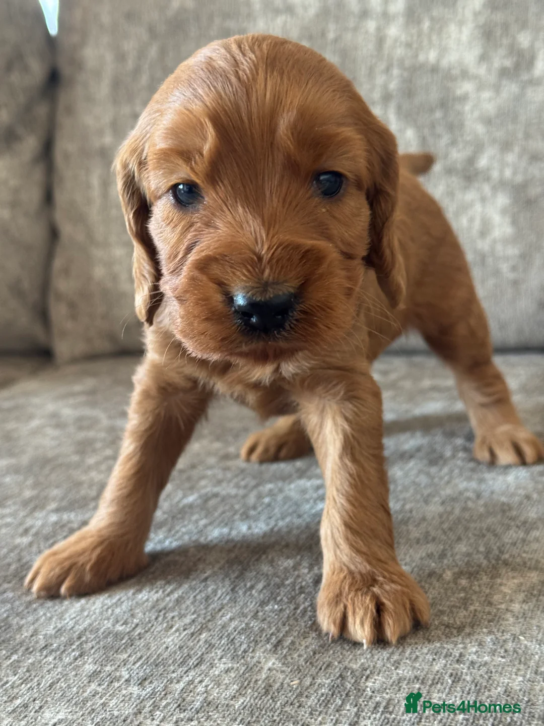 Cockapoo dogs for sale: BEAUTIFUL RED COCKAPOO PUPS HEALTH TESTED PARENTS - Advert 25