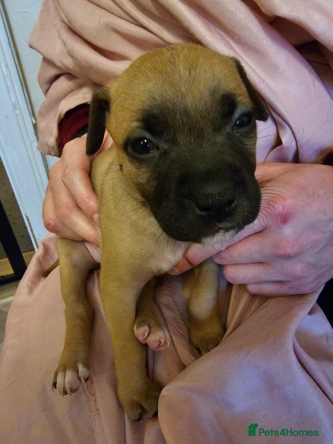 Bullmastiff dogs for sale: Bullmastiff puppies  - Image 6