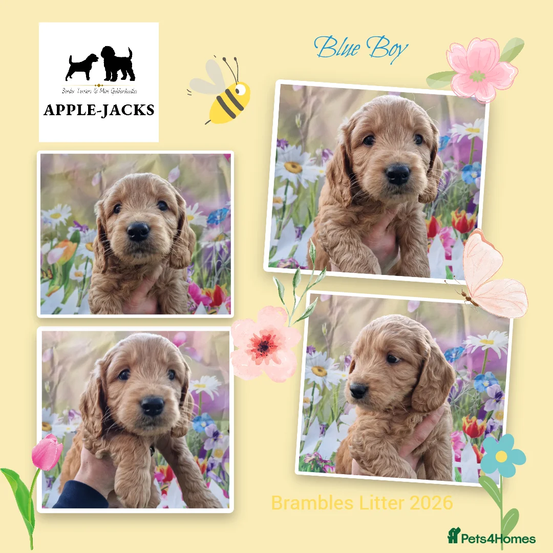 Mini Goldendoodle dogs for sale: Miniature Goldendoodle puppies Ready now - Advert 16