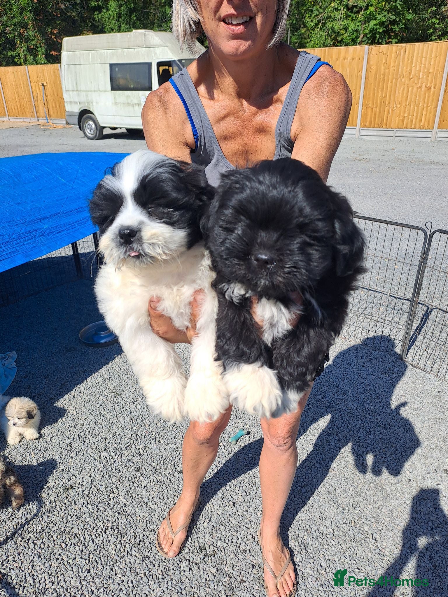 Lhasa Apso dogs Kc Registered Lhasa Apso Puppies  - Advert 1