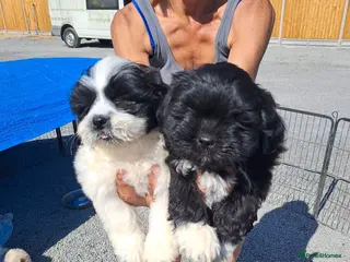 Lhasa Apso dogs Kc Registered Lhasa Apso Puppies - Advert 1