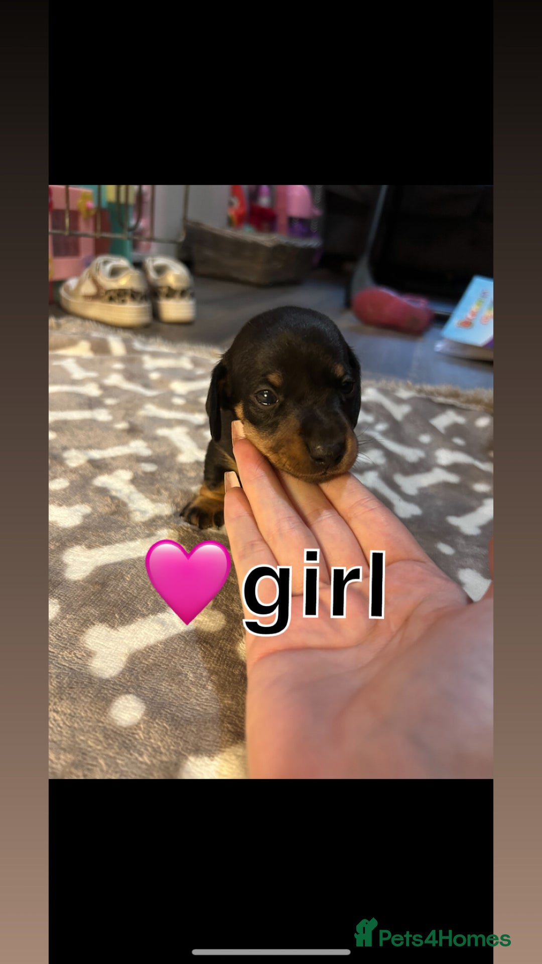 Miniature Dachshund dogs for sale: Miniature dachshund 🐶🩷🩵 - Advert 5
