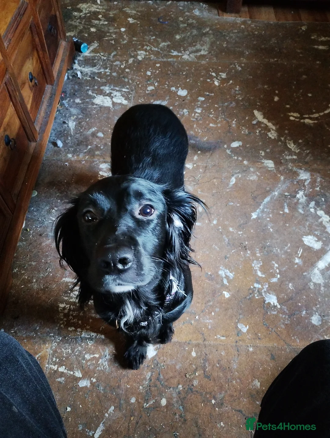 Cocker Spaniel dogs for sale: 2.5 year old Female Cocker Spaniel for new home  - Advert 1