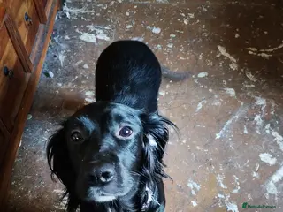 Cocker Spaniel dogs 2.5 year old Female Cocker Spaniel for new home - Advert 2