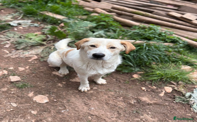 Mixed Breed dogs - Advert 6