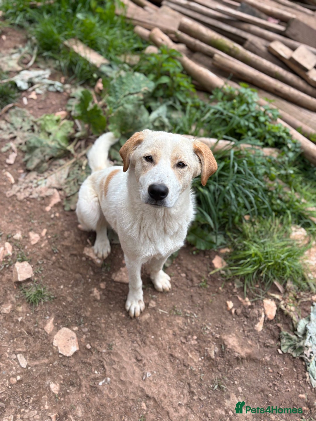 Mixed Breed dogs for adoption: Friendly 7 month old pup needs a home! - Image 1