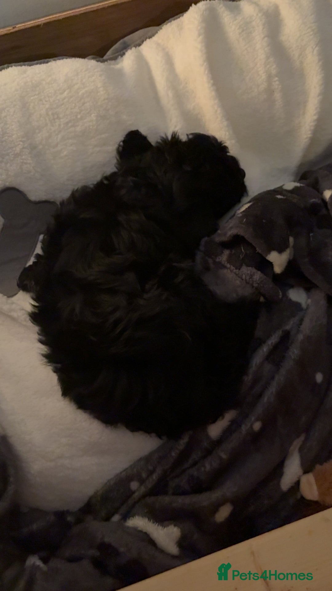 Poochon dogs for sale: Poochon puppies - Advert 2