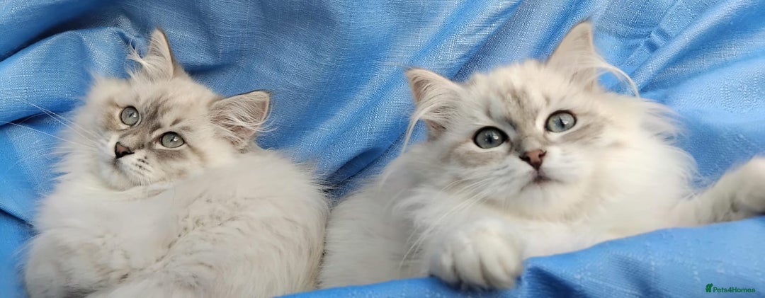 Siberian cats for sale: GCCF Registered Pure Siberian kittens For Sale.   - Image 12