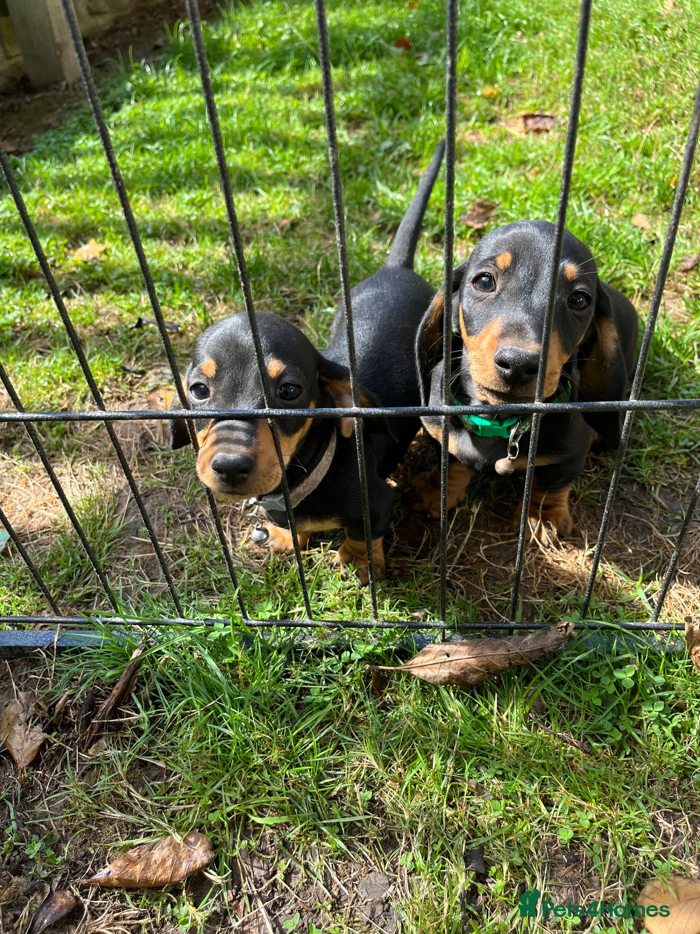 Dachshund dogs *Ready Now* 2 BOYS LEFT!  - Advert 12