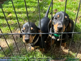 Dachshund dogs *Ready Now* 2 BOYS LEFT! - Advert 12
