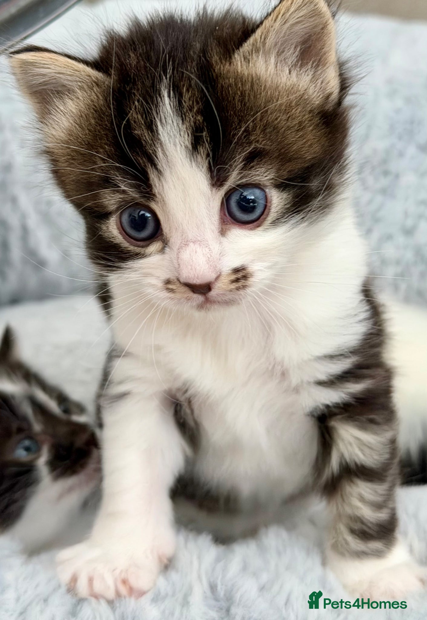 Mixed Breed cats for sale: Gorgeous, lovely Tabby kittens looking for home💕 - Advert 28