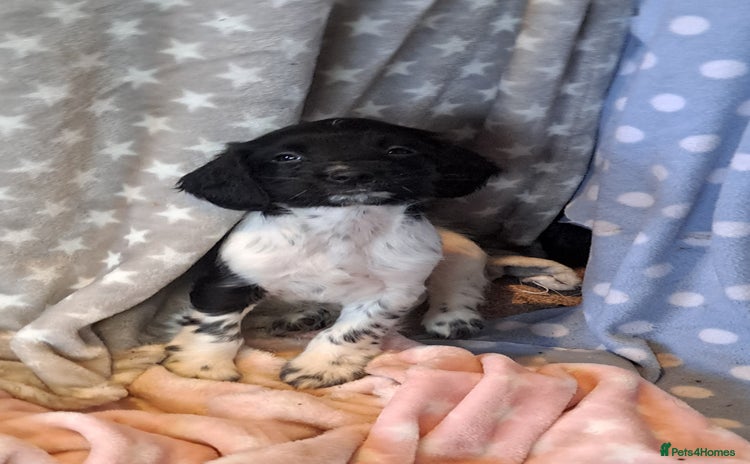 English Springer Spaniel dogs 3 black and white Springer Dog Pups for sale - Advert 2