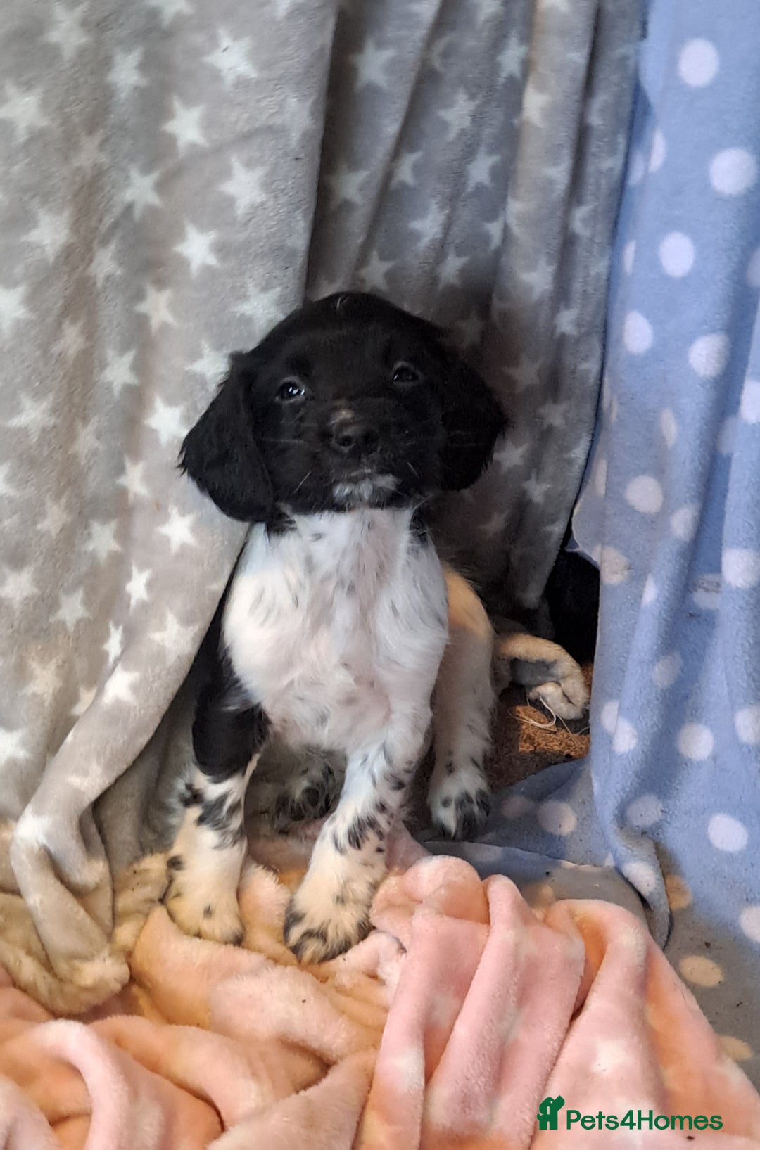 English Springer Spaniel dogs for sale: 1 black and white Springer Dog Pup for sale - Advert 1