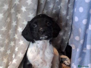 English Springer Spaniel dogs 3 black and white Springer Dog Pups for sale - Advert 5