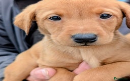 Labrador Retriever dogs for sale: Stunning Fox Red puppies - Image 4