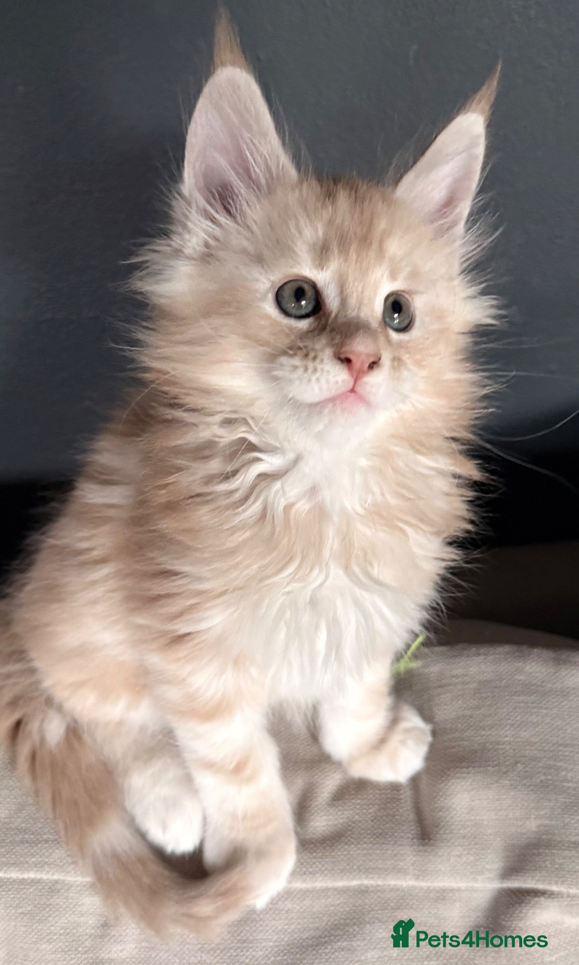 Maine Coon cats Maine Coon kittens, show quality  - Advert 15